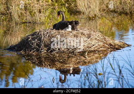 Mère Black Swan se reflète dans l'eau du lac alors que son premier cygnet fait une apparition sur Isabella Pond à Canberra, la capitale nationale de l'Australie Banque D'Images