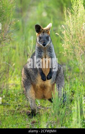 Wallaby (Wallabia bicolore). Un macropod australien unique avec un manteau noir-gris foncé avec une bande de joue de couleur claire distinctive. Banque D'Images