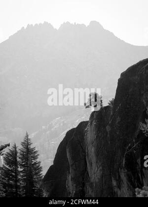 Un seul arbre alpin perché sur une crête rocheuse à l' le premier plan avec une silhouette floue d'une montagne dans arrière-plan en noir et blanc Banque D'Images