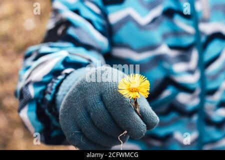 Gros plan du garçon tient le pied-de-fleur dans ses mains. Concentrez-vous sur la fleur Banque D'Images