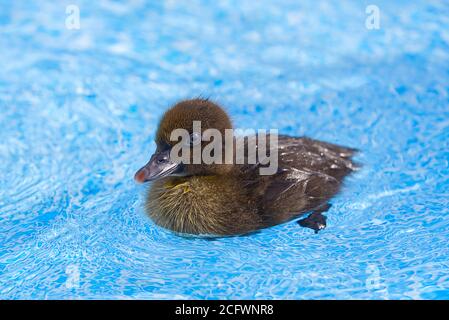 Jaune petit joli caneton dans la piscine. Nage en caneton dans l'eau bleue cristalline soleil d'été. Banque D'Images