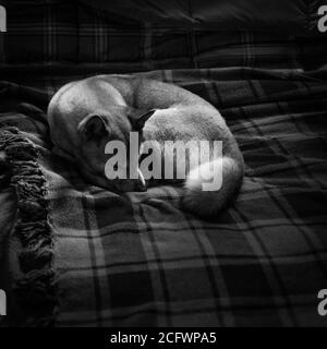 Un chien Shiba Inu dormant sur une couverture confortable dans une cabine éclairée par une douce lumière de fenêtre. Banque D'Images