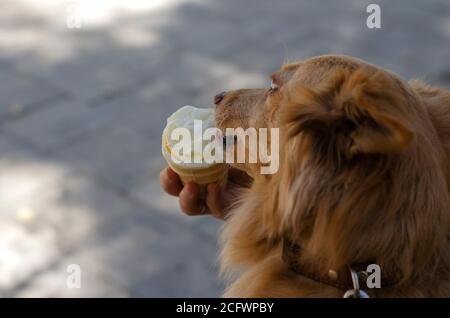 Portrait d'un chien de race mixte qui mange de la crème glacée. Un animal de compagnie rouge aux cheveux longs mange de la crème glacée des mains d'une femme. Amour pour les animaux. Banque D'Images