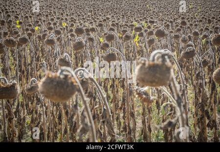Champ de tournesol séché à la suite d'une sécheresse estivale de longue durée dans le Brandebourg en Allemagne, près de Beelitz Banque D'Images