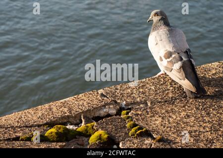 pigeon debout sur un homme fait de l'eau briser le mur de ciment Banque D'Images