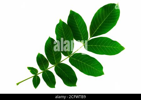 inflorescence des feuilles de noyer isolée sur fond blanc Banque D'Images