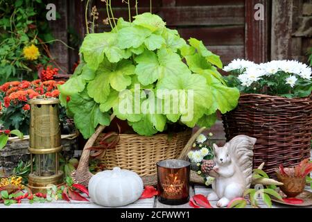 décoration d'automne avec heuchera et chrysanthème dans le panier et décoratif écureuils Banque D'Images