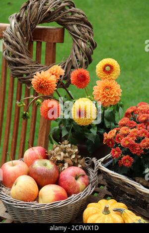 décoration d'automne avec pommes en panier et orange et jaune dahlias Banque D'Images