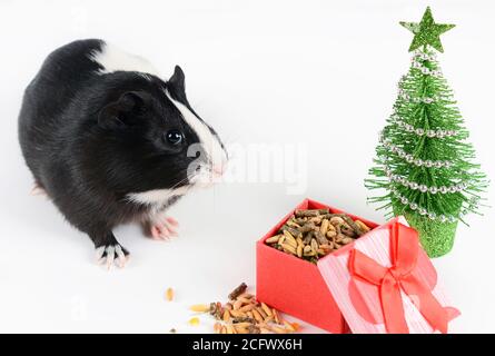 Portrait de cobaye mignon sur fond de Noël. Le cochon d'Inde mange des aliments vitaminiés. Contexte drôle du nouvel an. Banque D'Images