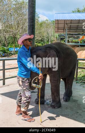 Phuket, Thaïlande - 29 novembre 2019 : mahout et bébé éléphant dans le camp des éléphants à Phuket, Thaïlande. Banque D'Images