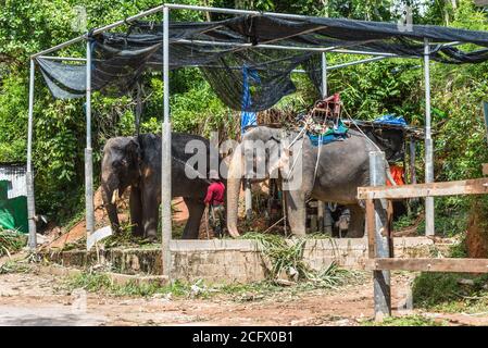 Phuket, Thaïlande - 29 novembre 2019 : vue sur le camp des éléphants à Phuket, Thaïlande. Le travailleur lave l'éléphant. Banque D'Images