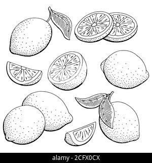 Citron fruit graphique noir blanc isolé esquisse vecteur d'illustration Illustration de Vecteur