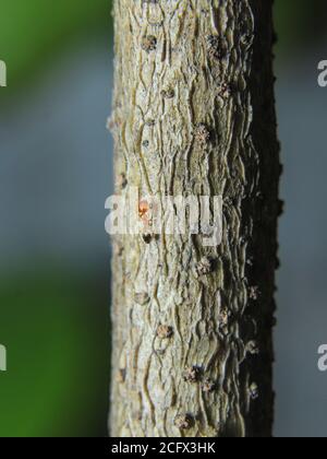 Petit Rouge ant grimpant sur un arbre macro photographie Banque D'Images