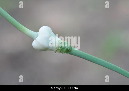 Dans le jardin, une punaise de jardin verte est posée sur une tige - une flèche d'ail. Banque D'Images