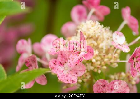 Fleurs d'hortensia roses sur fond vert Banque D'Images