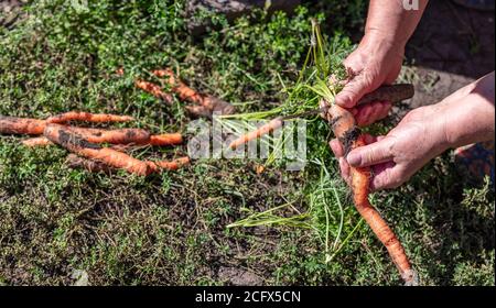 Gros plan d'un agriculteur qui tient et coupe des carottes juste creusé hors du sol. Concept d'agriculture et d'agriculture. Arrière-plan flou, espace de copie. Banque D'Images