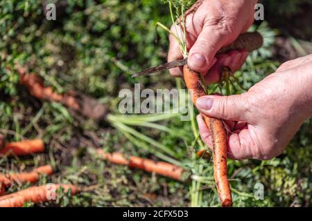 Gros plan d'un agriculteur qui tient et coupe des carottes juste creusé hors du sol. Concept d'agriculture et d'agriculture. Arrière-plan flou. Macro. Banque D'Images