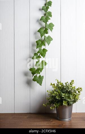 une branche de lierre grimpante sur un mur en bois blanc Banque D'Images