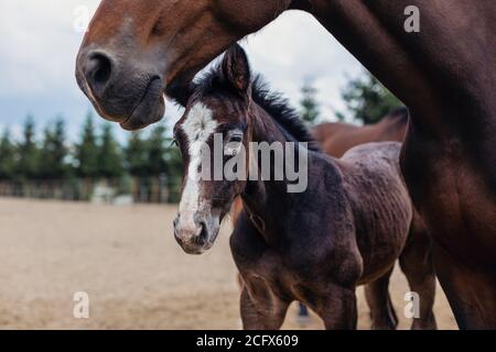 Adorable poulain avec sa mère à la ferme. Portrait d'un petit foal. Banque D'Images