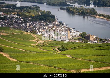 Magnifiques vignobles à flanc de colline le long du Rhin près de ruedesheim et Le monument niederwald en Allemagne Banque D'Images