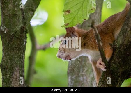 écureuil roux assis sur un arbre à hesse allemagne Banque D'Images