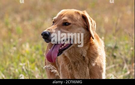 Gros plan d'un chien de chasse brun sur un arrière-plan flou d'une prairie. Chien regardant curieusement au loin. Banque D'Images