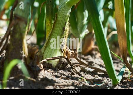 Photo en gros plan des plantes d'oignon dans le sol sur un champ. Ferme en Moravie du Sud en République tchèque. Banque D'Images