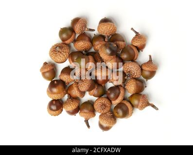 Acorns isolés sur blanc Banque D'Images