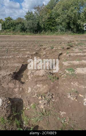 Champ de tubercules de pomme de terre exposé après le lavage de la récolte et l'érosion du sol dans la culture de la pomme de terre. En cas de mauvais temps, de conditions défavorables, de fortes pluies, de perte de récolte. Banque D'Images