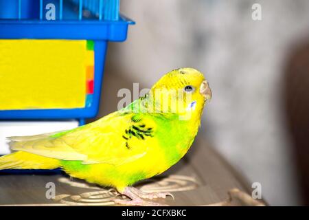 Le perroquet ondulé jaune-vert se trouve près de la cage Banque D'Images