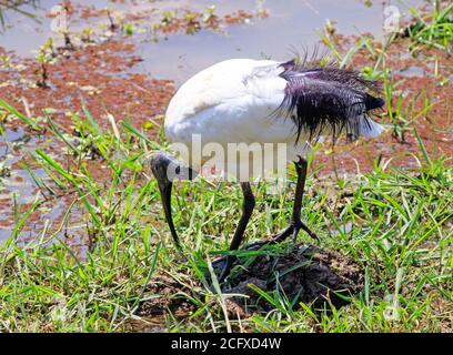 Sacred ibis, (Threskiornis aethiopicus), nourrissant une petite piscine d'eau couverte de verdure dans le sud de luangwa, zambie Banque D'Images