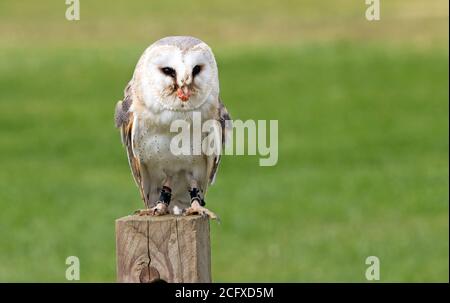 La grange Owl perching sur un tronc d'arbre en bois à la lumière du jour Banque D'Images