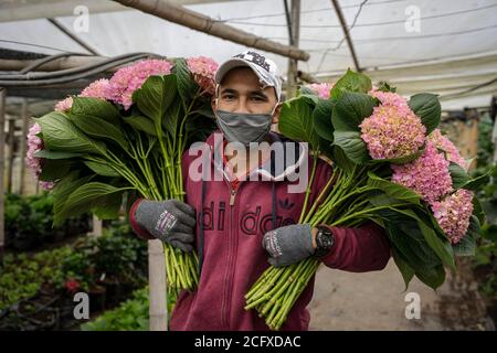 07 septembre 2020, Colombie, Medellín: Milton Monsalve pose pour une photo tout en portant des fleurs sélectionnées pour l'exportation. La Colombie est le plus grand exportateur mondial de fleurs après les pays-Bas et le plus grand exportateur de fleurs vers les États-Unis. Les producteurs de fleurs colombiens ont perdu leur plus grande campagne d'exportation en avril en raison des annulations causées par la pandémie de Corona. Maintenant que les fleurs sont prêtes à être cueillies à nouveau, les entreprises manufacturières qui ont survécu à l'impact économique sévère commencent à se rétablir. Photo: Luis Bernardo Cano/dpa Banque D'Images