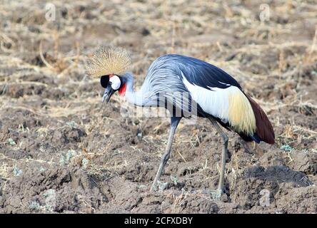 Grue à couronne grise - Balearia Regulorum, (grue à crête) est l'oiseau national de l'Ouganda et est largement répandu en Afrique. Sud Luangwa National Pa Banque D'Images