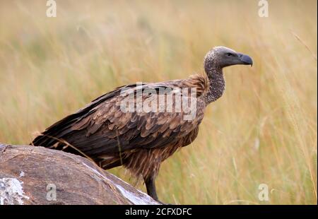 Vulture à dos noir debout sur les plaines de la masai mara à côté d'une carcasse Banque D'Images