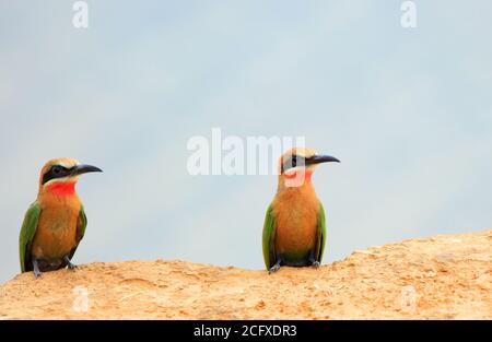 Paire d'abeilles-mangeurs à front blanc (Merops bullockoides) perchée sur le bord d'un banc de sable dans le parc national de Soriveruth Luangwa, Zambie Banque D'Images