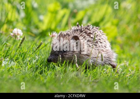 Jeune hérisson européen mignon (erinaceus europaeus) marchant dans l'herbe. Banque D'Images