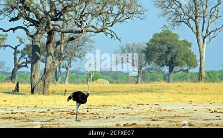 Mâle Ostrich debout sur les plaines ouvertes avec un grand Baobab en arrière-plan, parc national de Hwange, Zimbabwe Banque D'Images