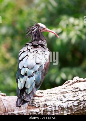 Oiseau à bec rouge avec grand plumage à motifs - Ibis asiatique dans la volière de snowdon Banque D'Images