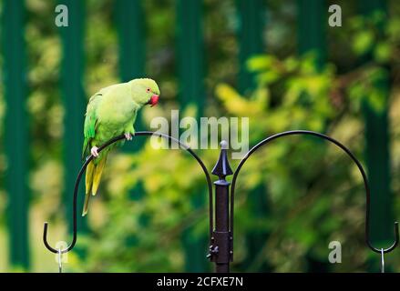 Parakeet vert à col en anneau perchée sur le dessus d'un mangeoire à oiseaux, avec un fond de jardin vert flou naturel. Les parakeets ne sont pas originaires du Royaume-Uni Banque D'Images