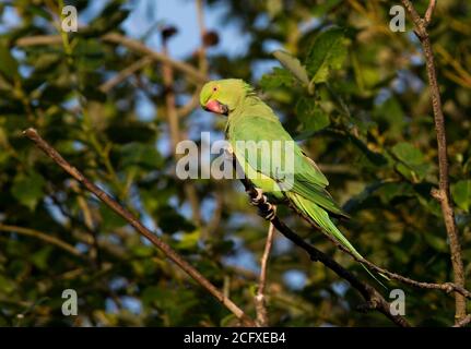 Perruque verte à col perchée dans un arbre avec un ciel bleu. Ils ne sont pas endémiques à l'Europe, mais rumeur a-t-ils échappé et ont consanguinité avec succès Banque D'Images