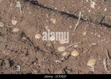 Pommes de terre exposées dans des crêtes/collines avec des pailles visibles et en attente d'une récolte complète. Pour la culture de la pomme de terre, métaphore production alimentaire au Royaume-Uni, agriculture au Royaume-Uni. Banque D'Images