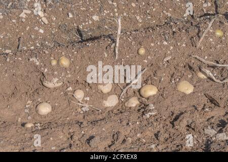 Pommes de terre exposées dans des crêtes/collines avec des pailles visibles et en attente d'une récolte complète. Pour la culture de la pomme de terre, métaphore production alimentaire au Royaume-Uni, agriculture au Royaume-Uni. Banque D'Images