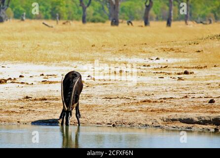 Antelope mâle de sable avec tête vers le bas en buvant dans un trou d'eau dans le parc national de Hwange, Zimbabwe Banque D'Images