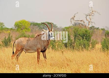 Gros plan d'un grand Antelope de Roan pour adultes - Hippotragus équinus - debout regardant sur le jaune sec parc national des plaines de Hwange Banque D'Images