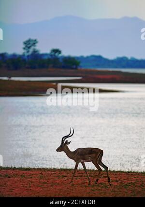 Silhoutte d'une Impala mâle debout sur le rivage de Lac Kariba au Zimbabwe Banque D'Images