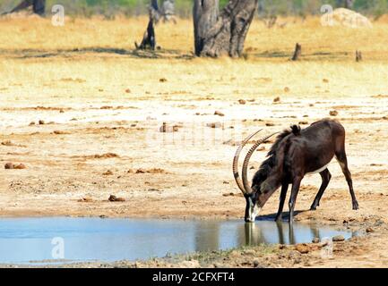 L'antilope mâle à la tête a gagné à boire dans un trou d'eau sur les plaines sèches et poussiéreuses du parc national de Hwange, au Zimbabwe Banque D'Images