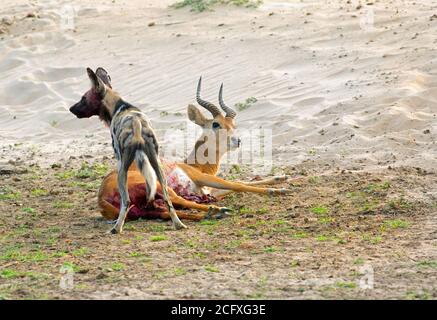 Chien sauvage (chien peint) Tuer un puku sur un lit de rivière sec dans le sud Parc national de Luangwa Zambie Banque D'Images