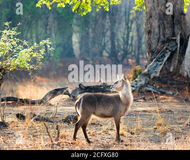 Femme Waterbuck debout dans la brousse lors d'une matinée brumeuse dans le parc national de South Luangwa, Zambie Banque D'Images