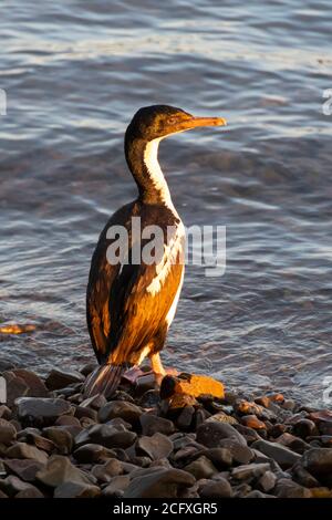 Pied Shag , ou Cormarant, sur la plage de Karaka point, Waikawa Bay, Picton, Marlborough Sounds, South Island, Nouvelle-Zélande Banque D'Images